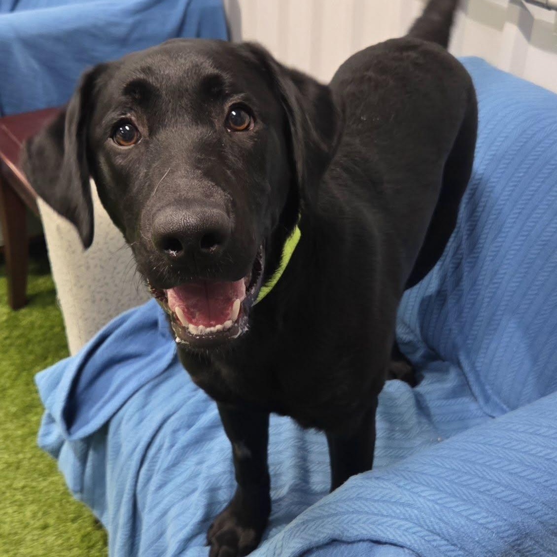 Gunner Gus, Adopted, Young Male Black Labrador Retriever.