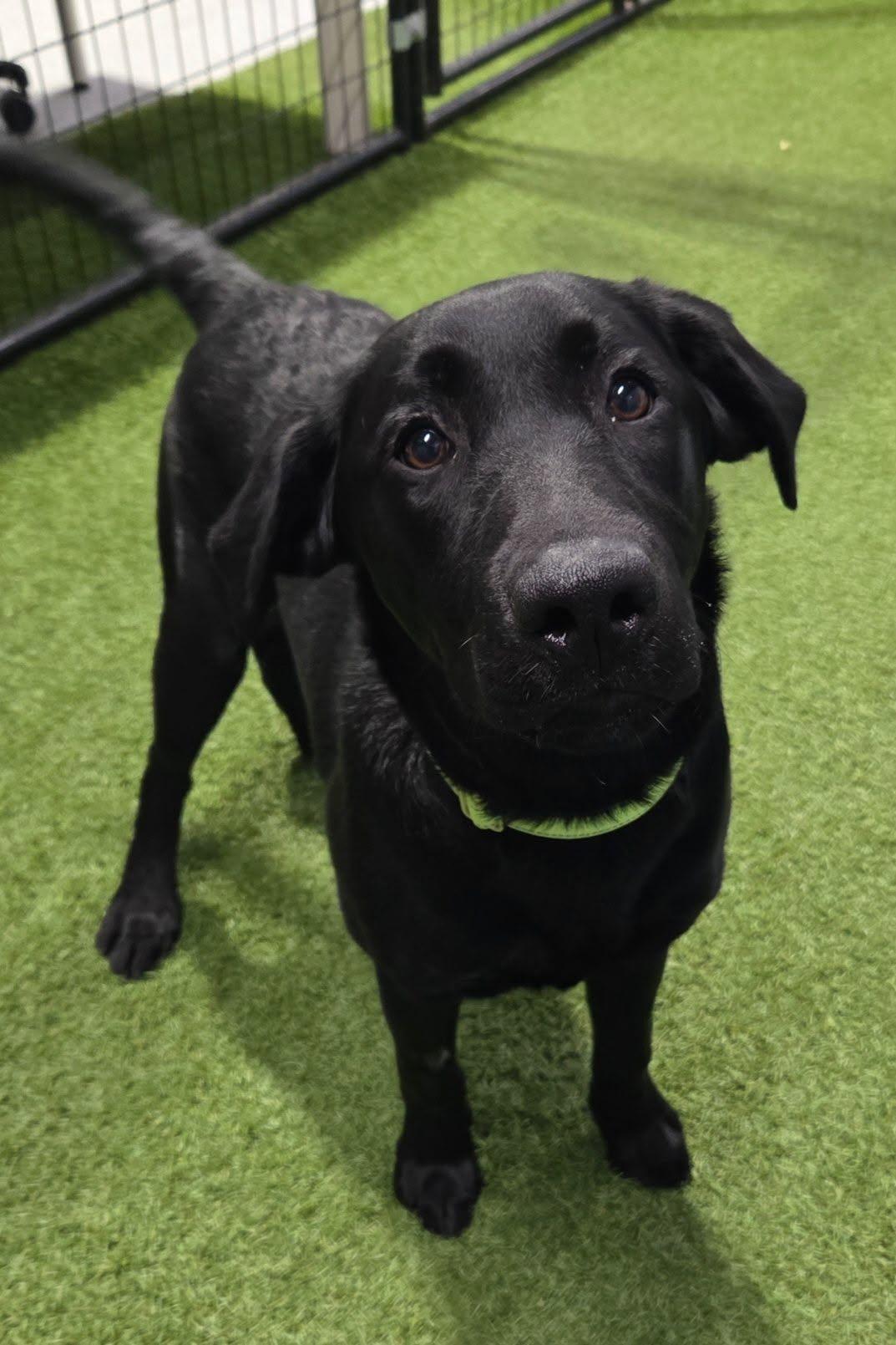 Enlarge Gunner Gus, a Adopted Black Labrador Retriever in Racine, WI image 4/4