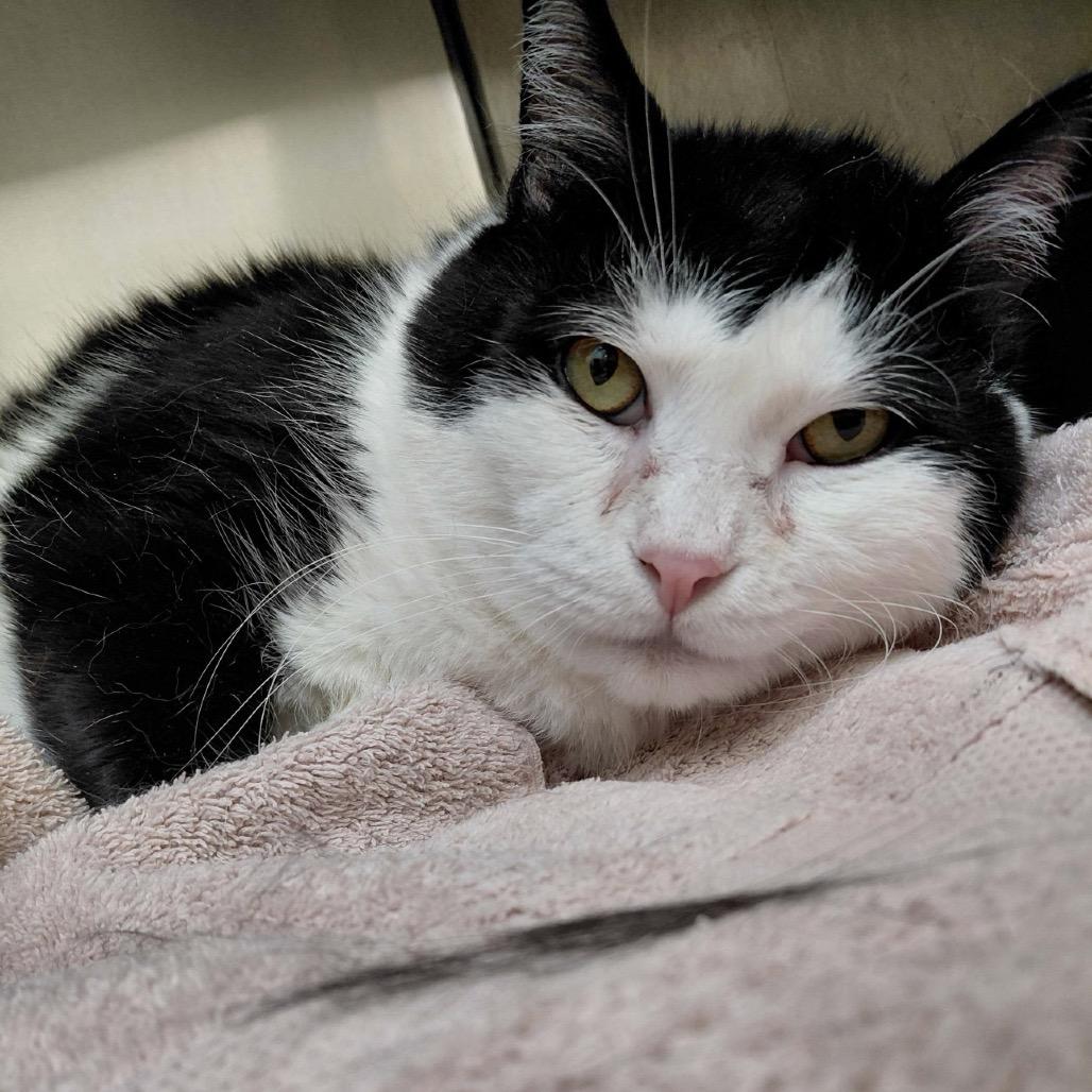 Thackery Binx, adopted, Senior Male Domestic Medium Hair.
