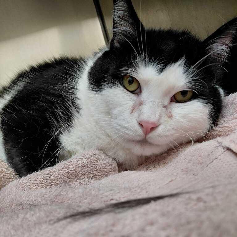 Enlarge Thackery Binx, an adopted Domestic Medium Hair in Perkiomenville, PA image 3/3