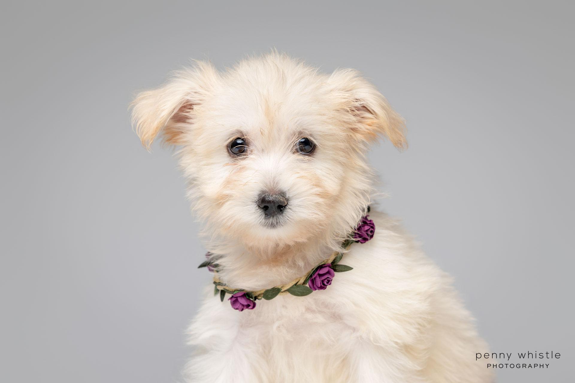 Winny, adoptable, Puppy Female Maltipoo.