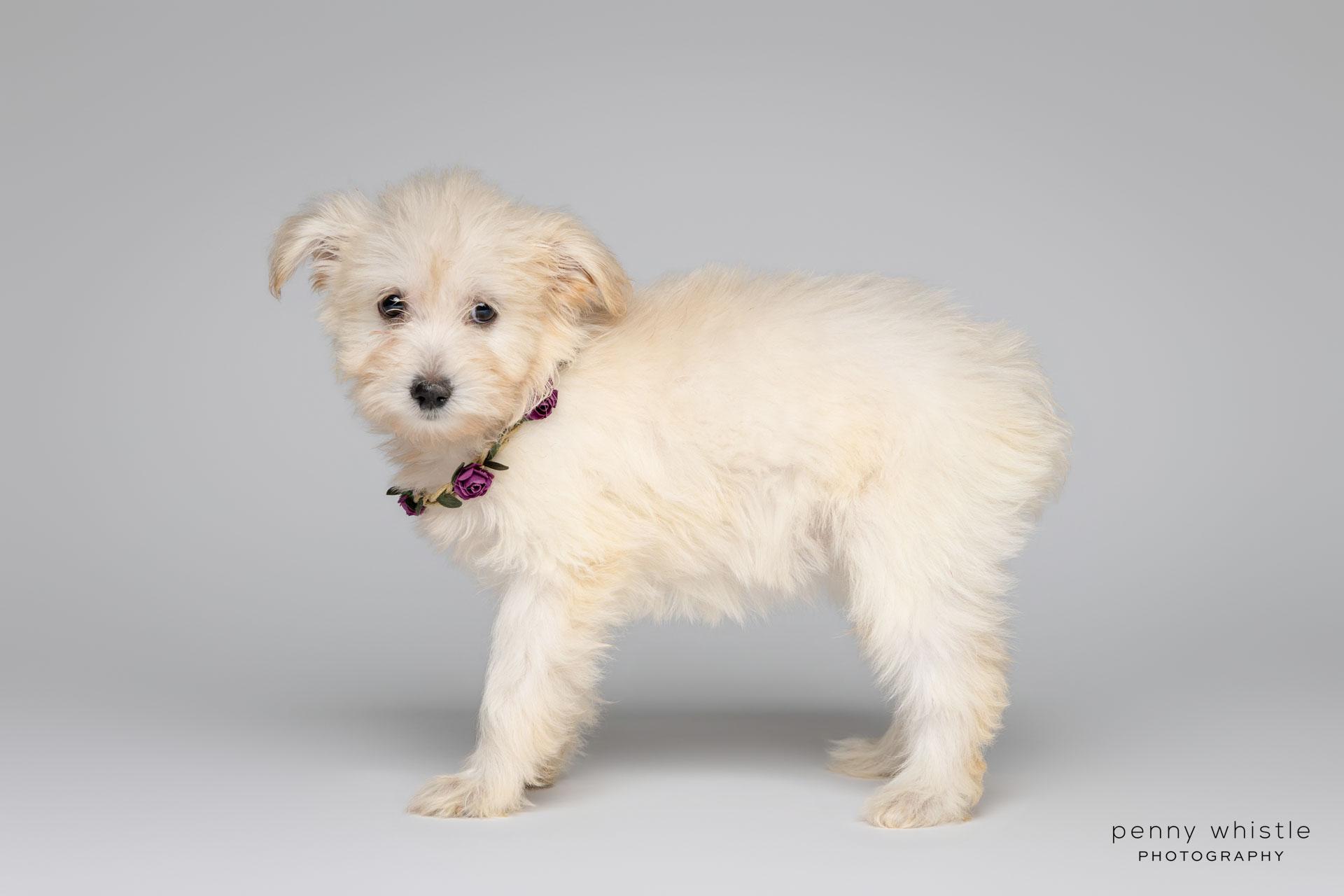 Winny, an adoptable mixed breed in Coppell, TX image 2/4
