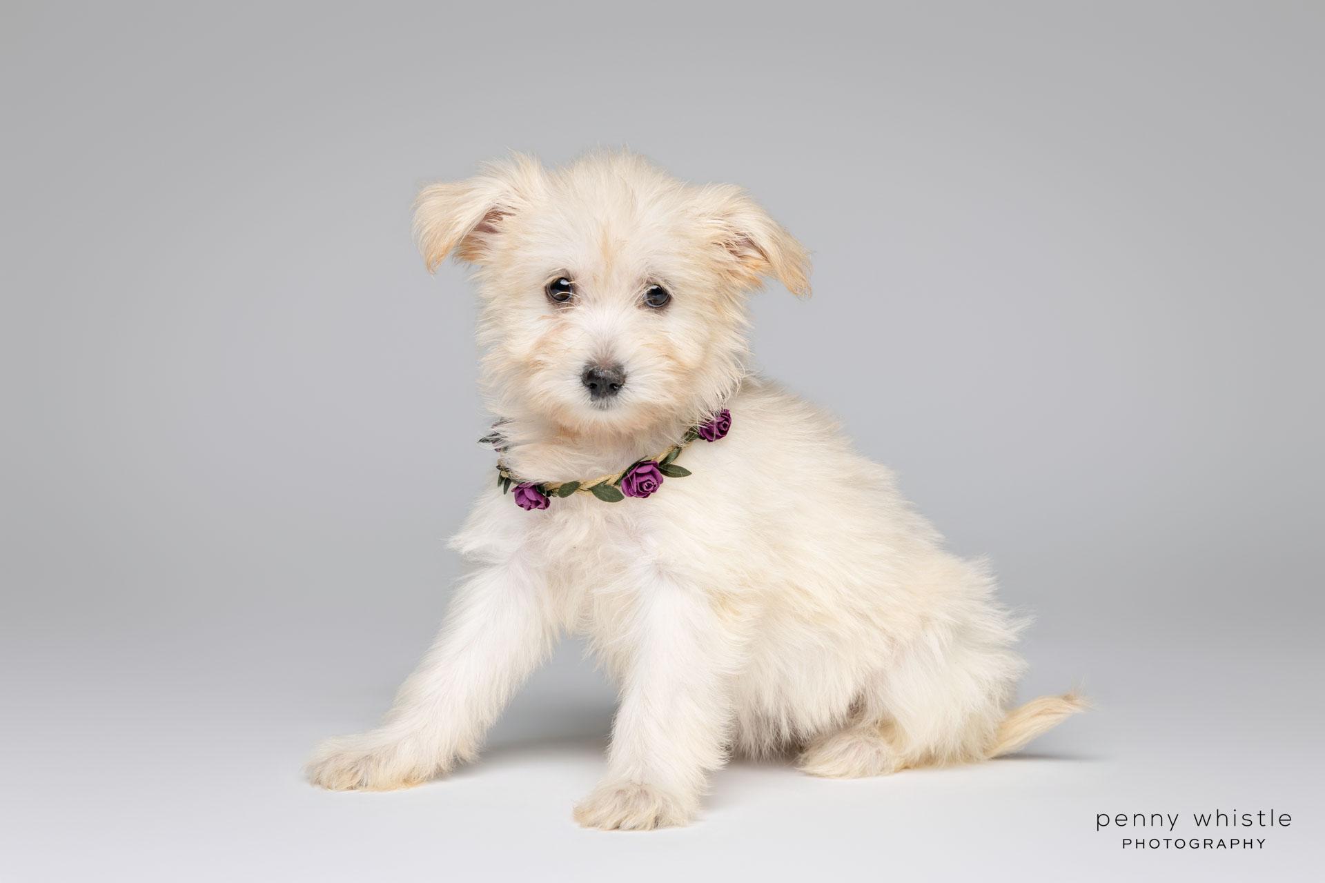 Winny, an adoptable mixed breed in Coppell, TX image 3/4