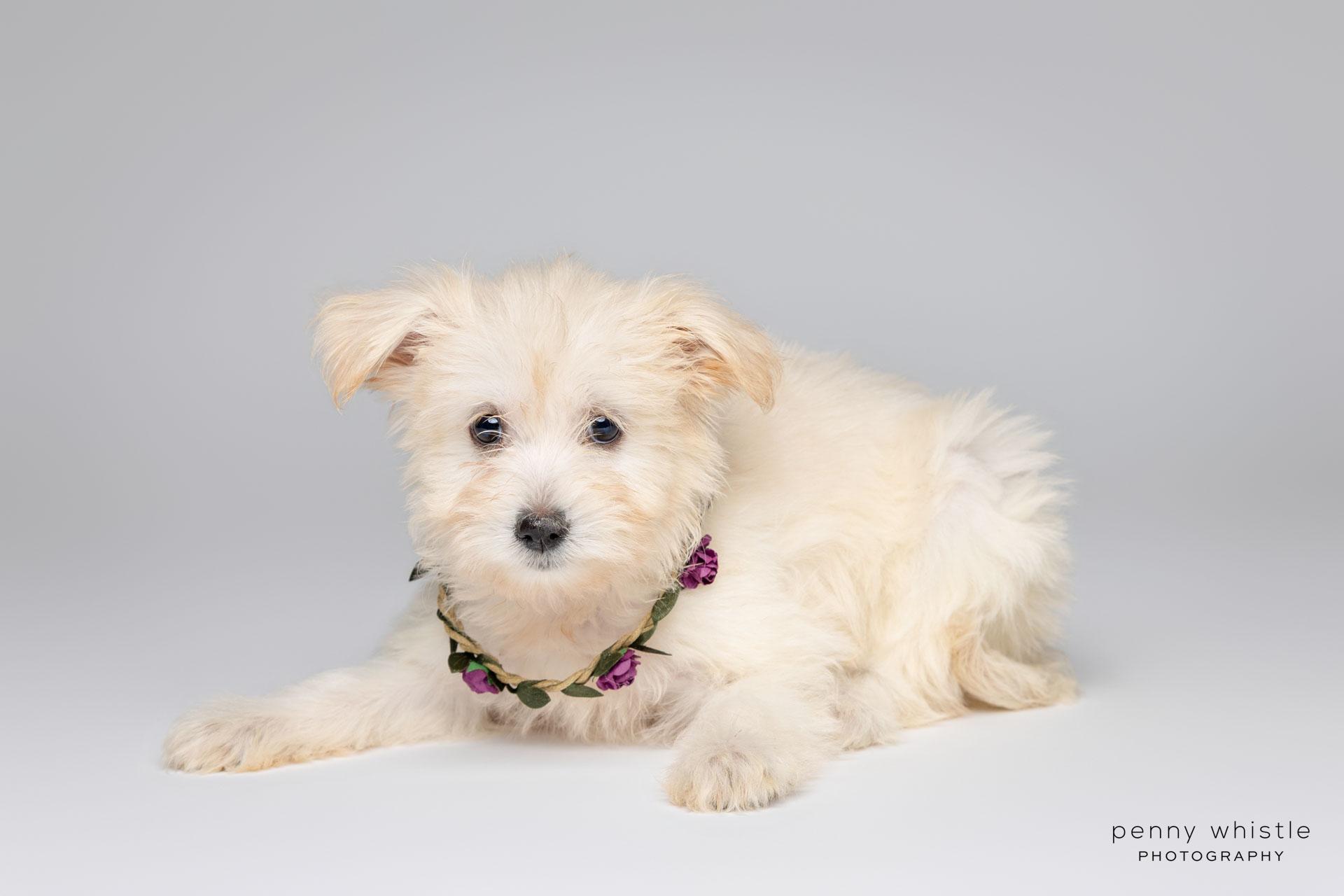 Winny, an adoptable mixed breed in Coppell, TX image 4/4