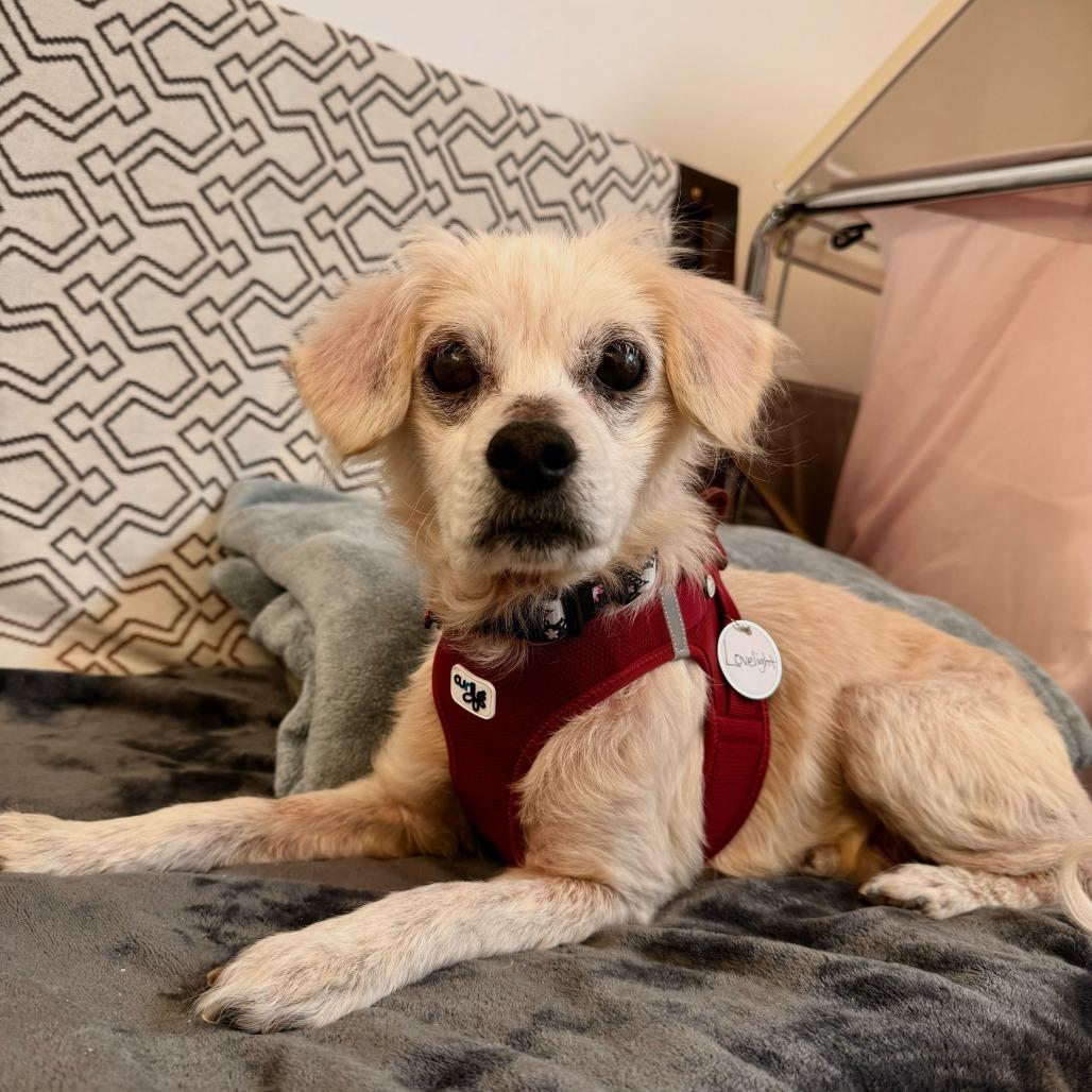 Enlarge Lovelight 13765, a Adoptable Spaniel in San Francisco, CA image 1/6