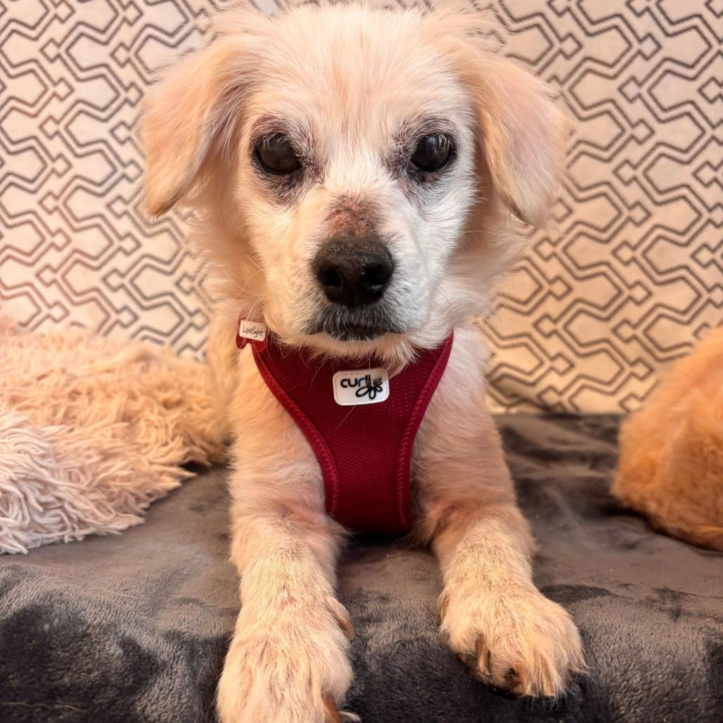 Enlarge Lovelight 13765, a Adoptable Spaniel in San Francisco, CA image 2/6