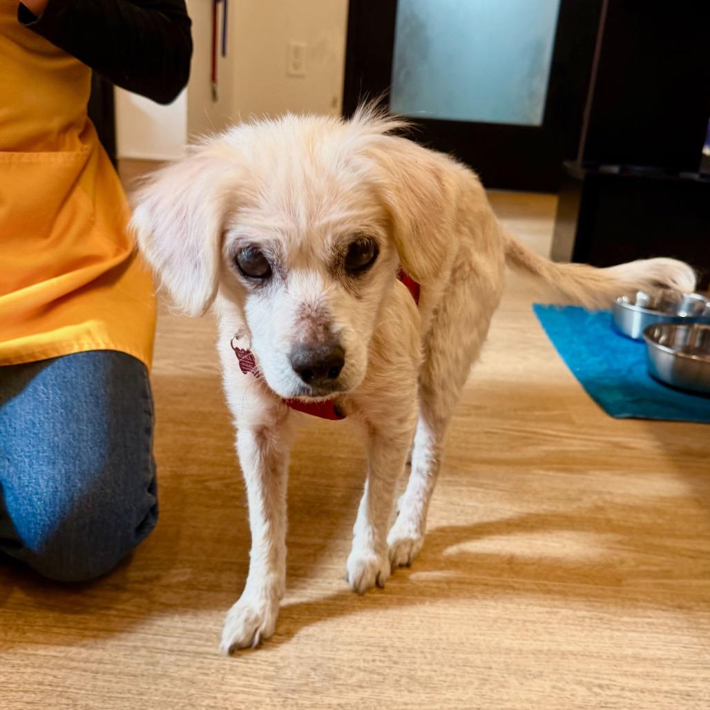 Enlarge Lovelight 13765, a Adoptable Spaniel in San Francisco, CA image 3/6