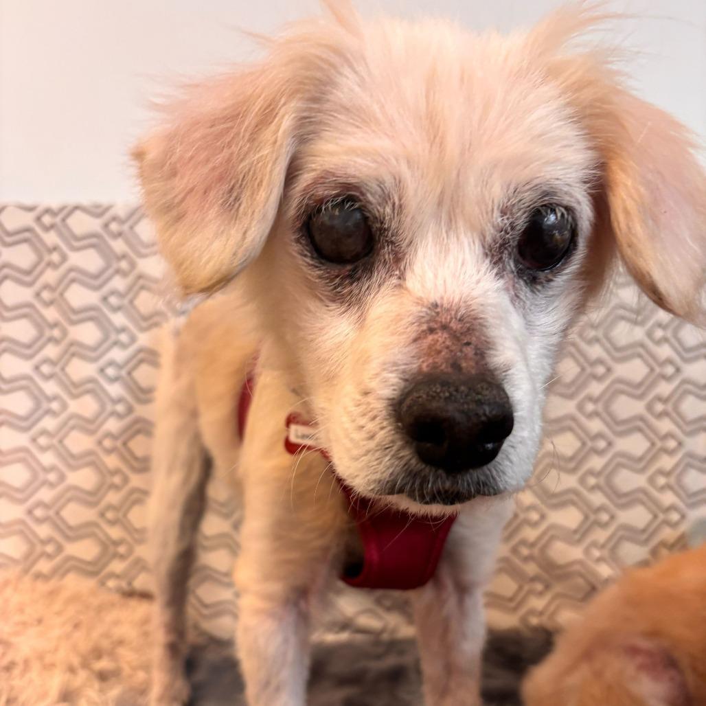 Enlarge Lovelight 13765, a Adoptable Spaniel in San Francisco, CA image 4/6