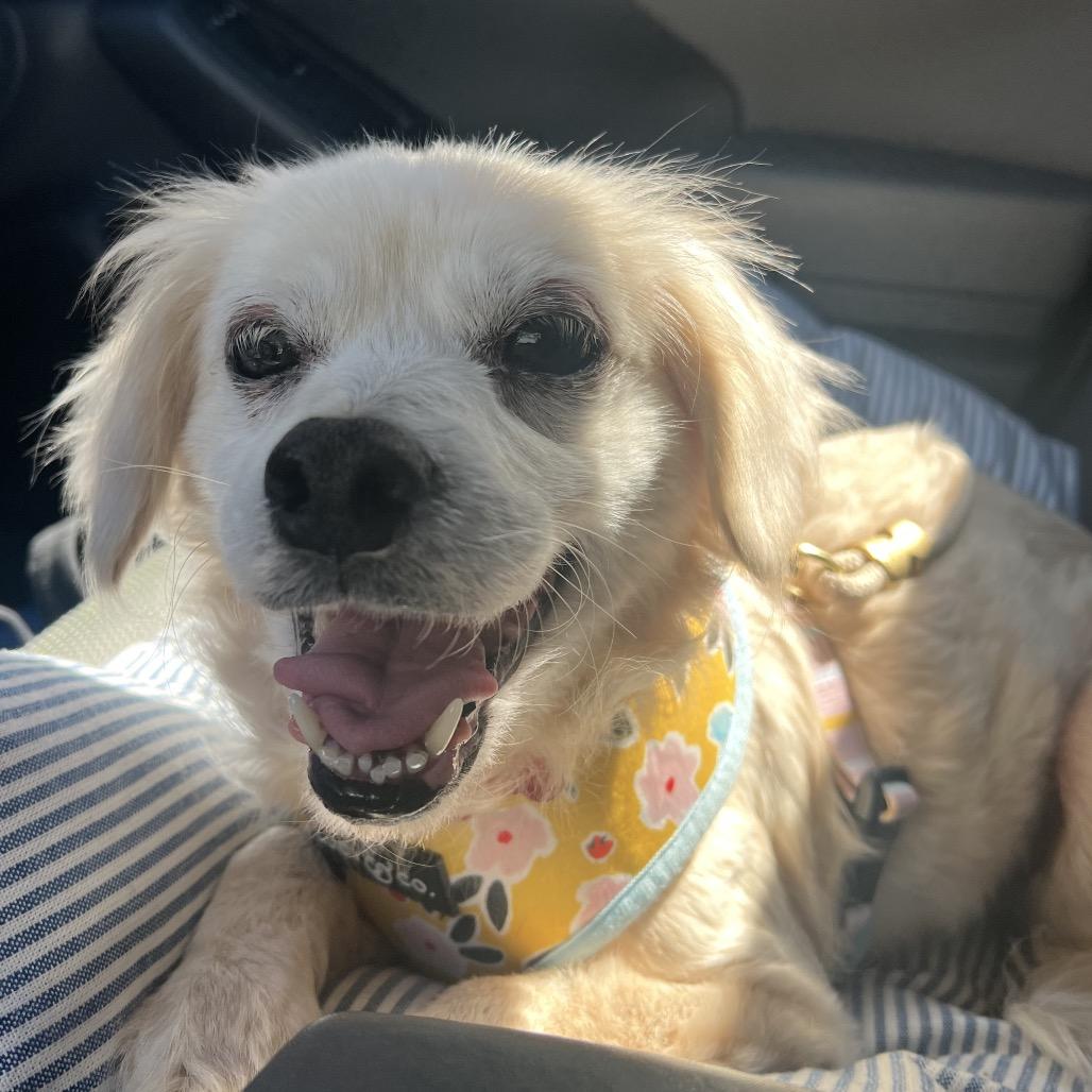 Enlarge Lovelight 13765, a Adoptable Spaniel in San Francisco, CA image 5/6