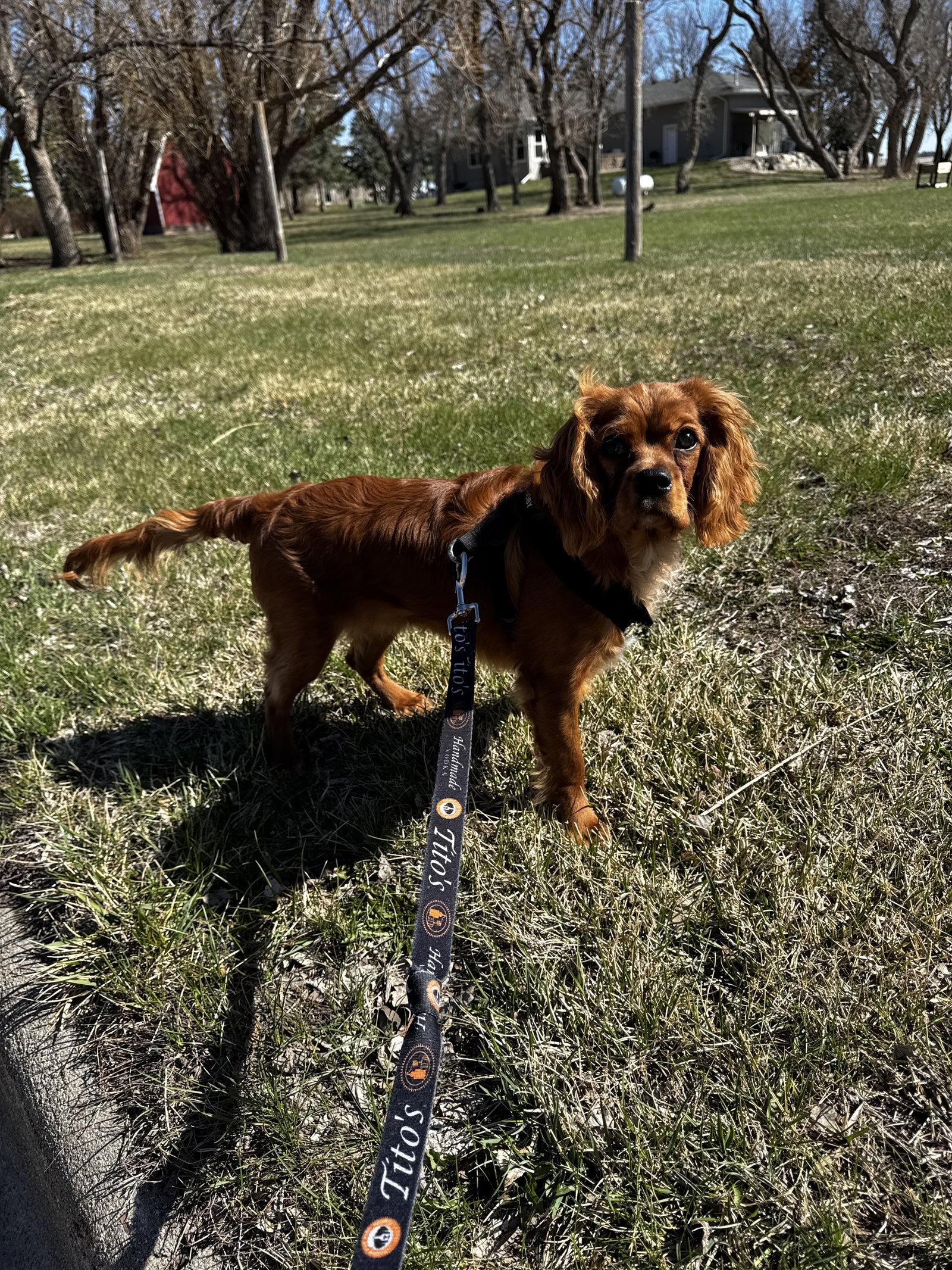 Enlarge Baxter, a Adoptable Cavalier King Charles Spaniel in Sioux Falls, SD image 1/3
