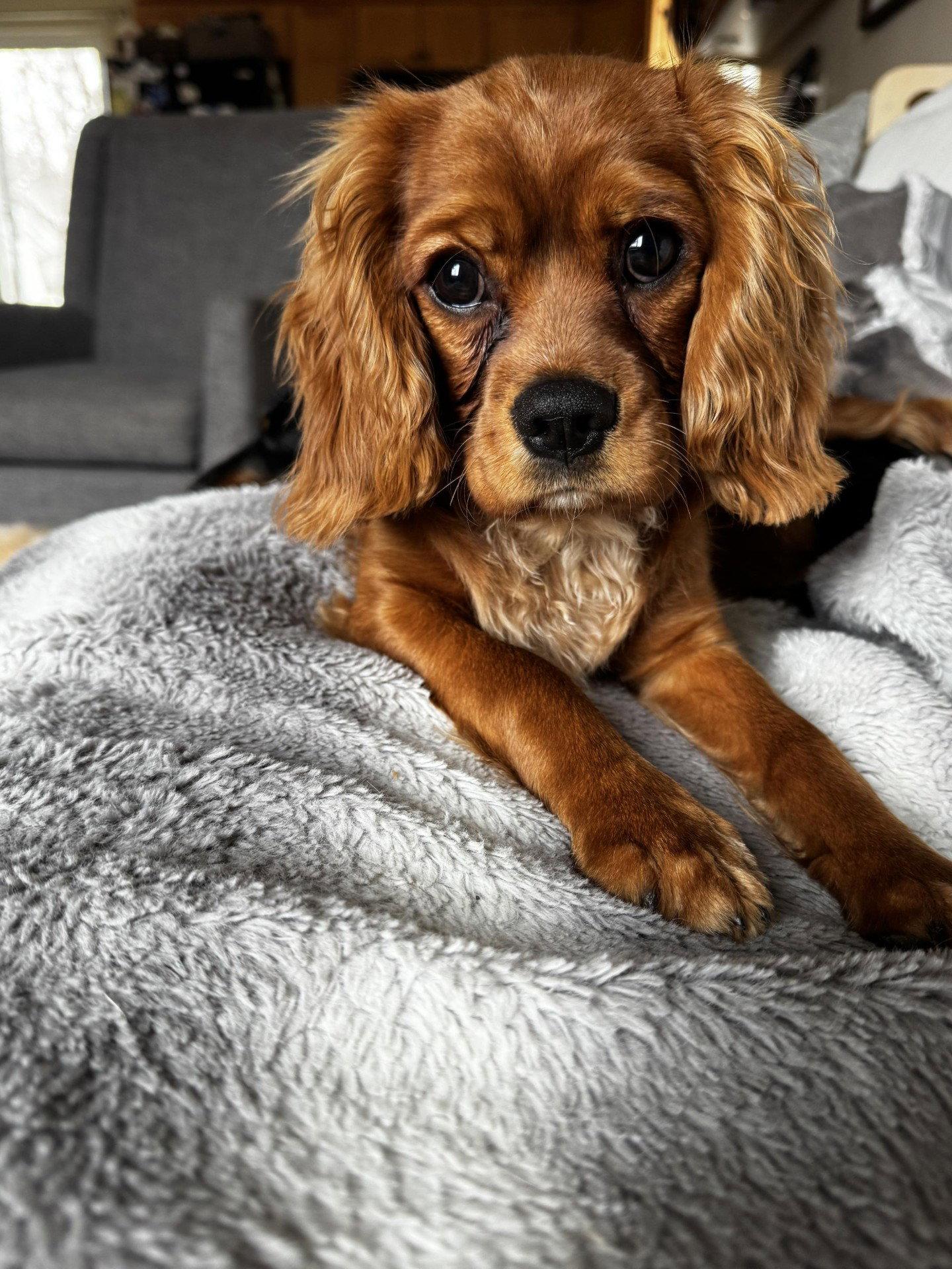 Enlarge Baxter, a Adoptable Cavalier King Charles Spaniel in Sioux Falls, SD image 2/3