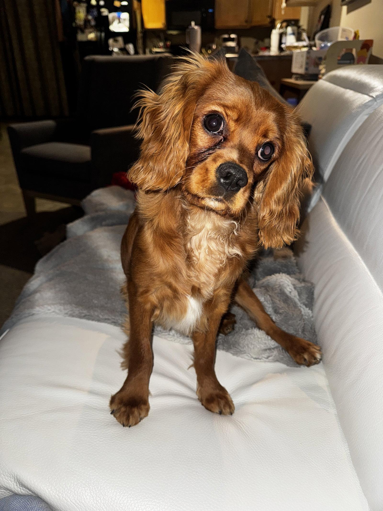 Enlarge Baxter, a Adoptable Cavalier King Charles Spaniel in Sioux Falls, SD image 3/3