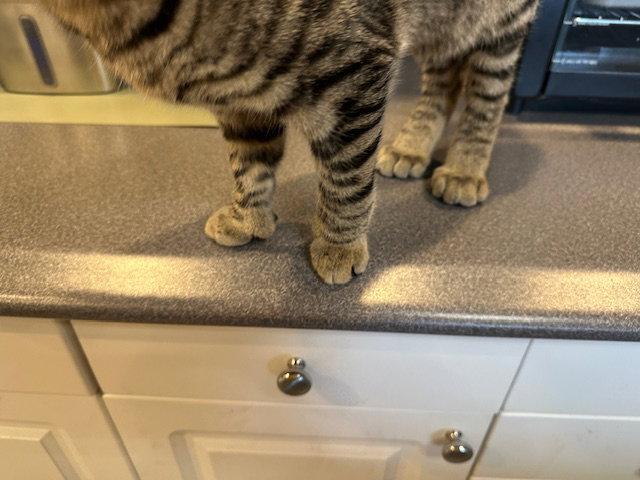 Enlarge Brownie (Bruno), a Adopted American Shorthair in Kohler, WI image 1/3