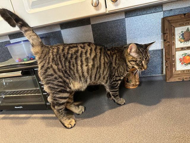 Enlarge Brownie (Bruno), a Adopted American Shorthair in Kohler, WI image 2/3