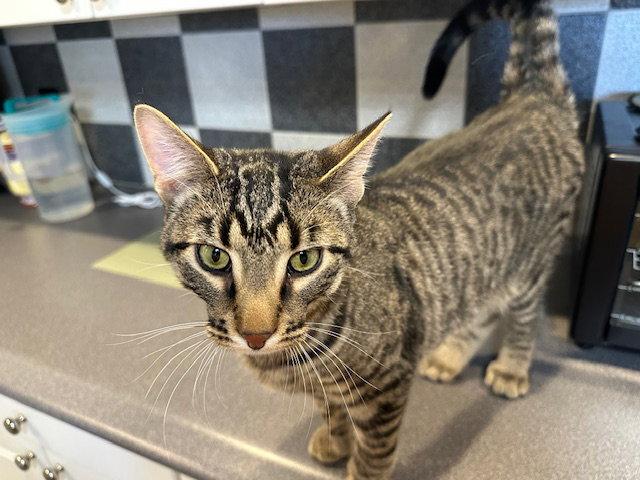 Enlarge Brownie (Bruno), a Adopted American Shorthair in Kohler, WI image 3/3