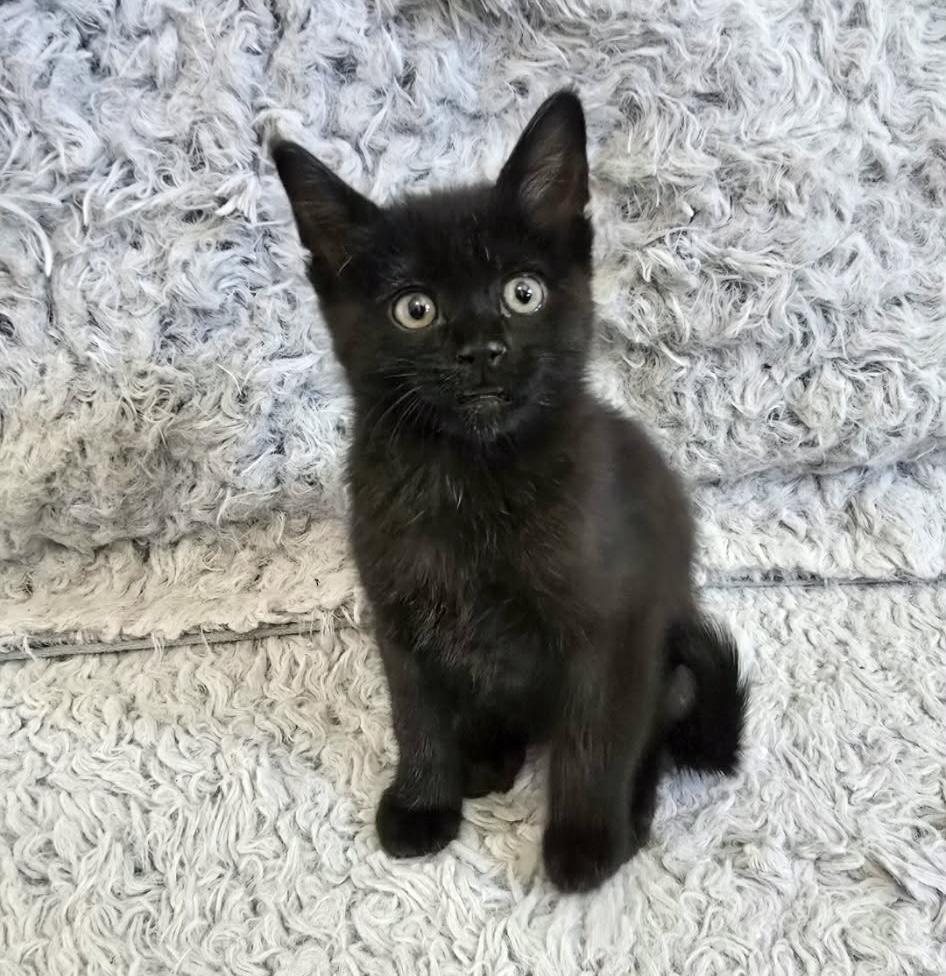 Sokka, a ADOPTABLE Domestic Short Hair in Monroe, WA image 3/3