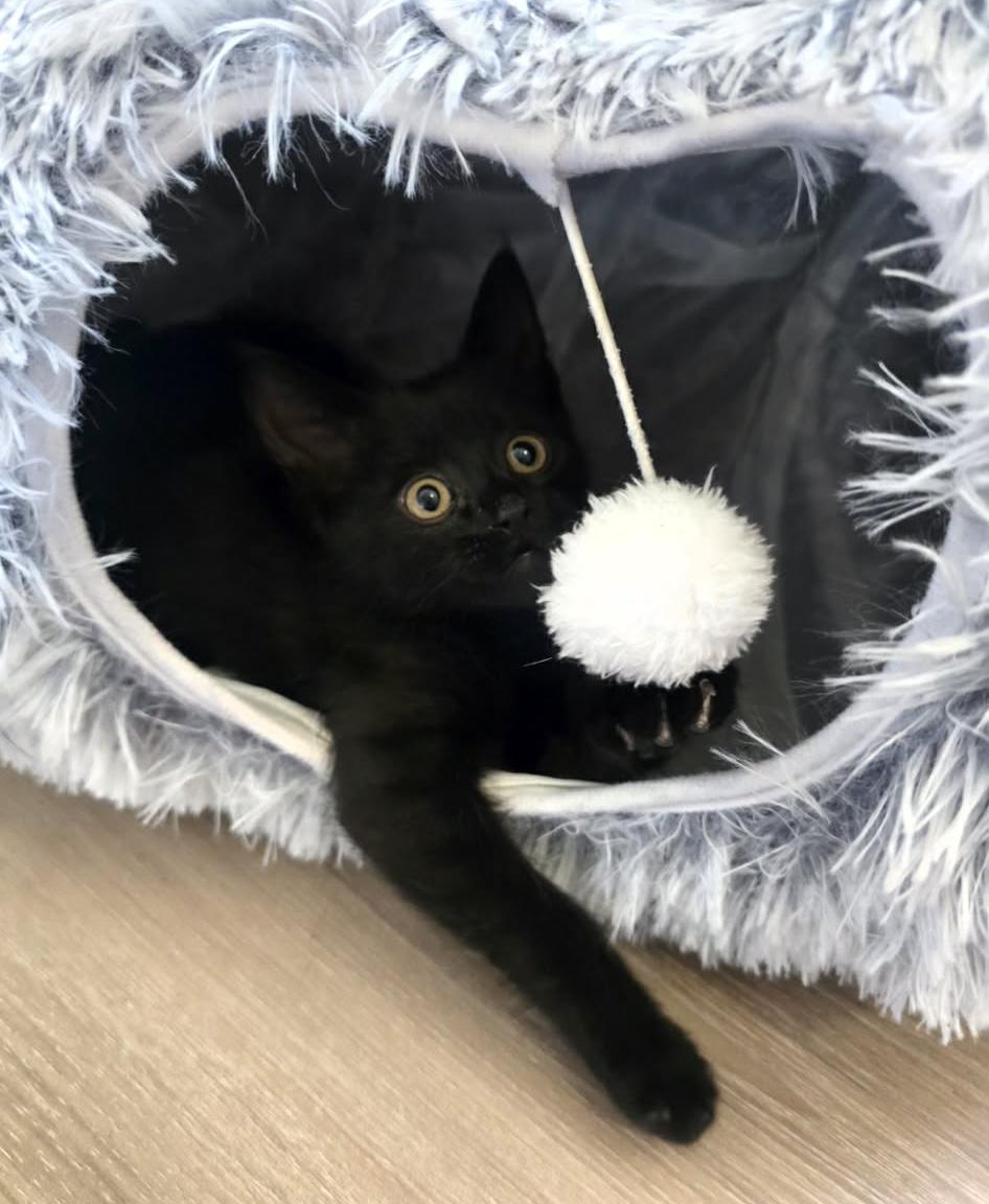 Sokka, a ADOPTABLE Domestic Short Hair in Monroe, WA image 2/3