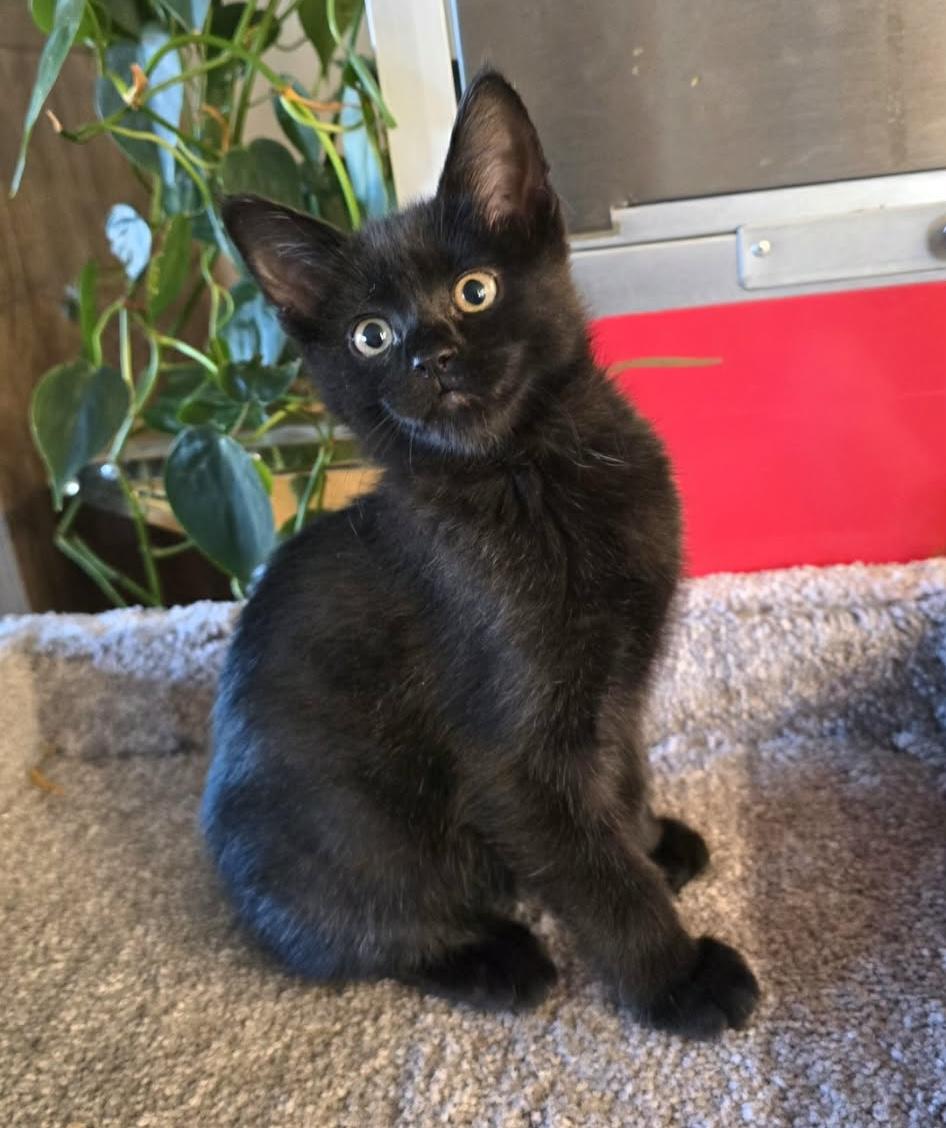 Sokka, a ADOPTABLE Domestic Short Hair in Monroe, WA image 1/3