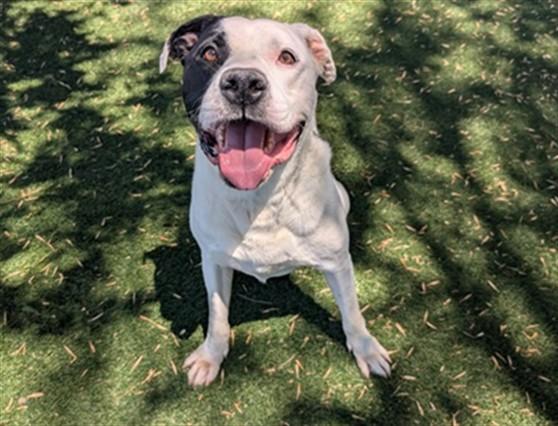 DENVER, Adoptable, Adult Male Pit Bull Terrier.