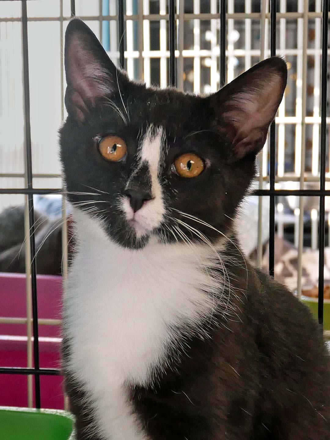 Drakon, ADOPTABLE, Kitten Male Domestic Short Hair & Tuxedo.
