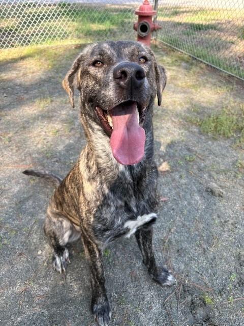 Enlarge GEILLIS, a Adoptable mixed breed in Warrenton, NC image 1/2