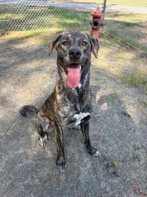 Enlarge GEILLIS, a Adoptable mixed breed in Warrenton, NC image 2/2
