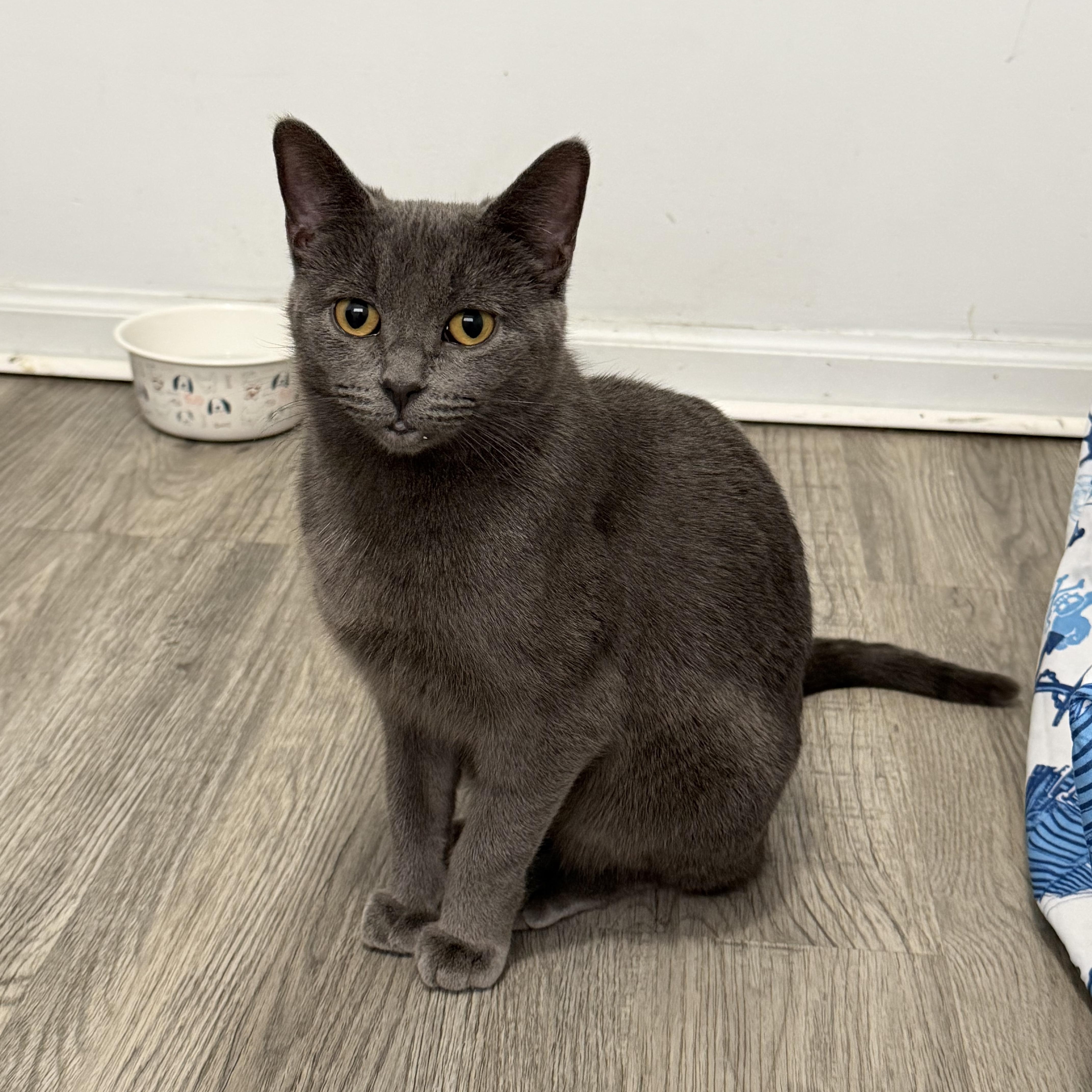Reina, ADOPTABLE, Young Female Russian Blue.