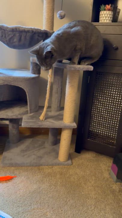 Enlarge Reina, a ADOPTABLE Russian Blue in Wadsworth, IL video 3/4