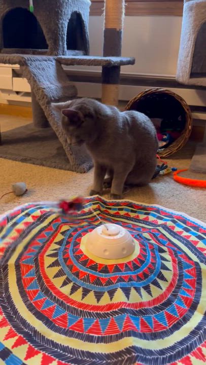 Enlarge Reina, a ADOPTABLE Russian Blue in Wadsworth, IL video 2/4