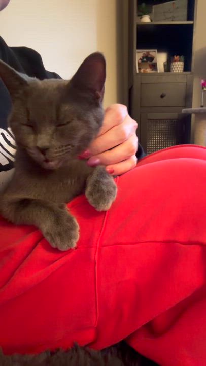 Enlarge Reina, a ADOPTABLE Russian Blue in Wadsworth, IL video 4/4