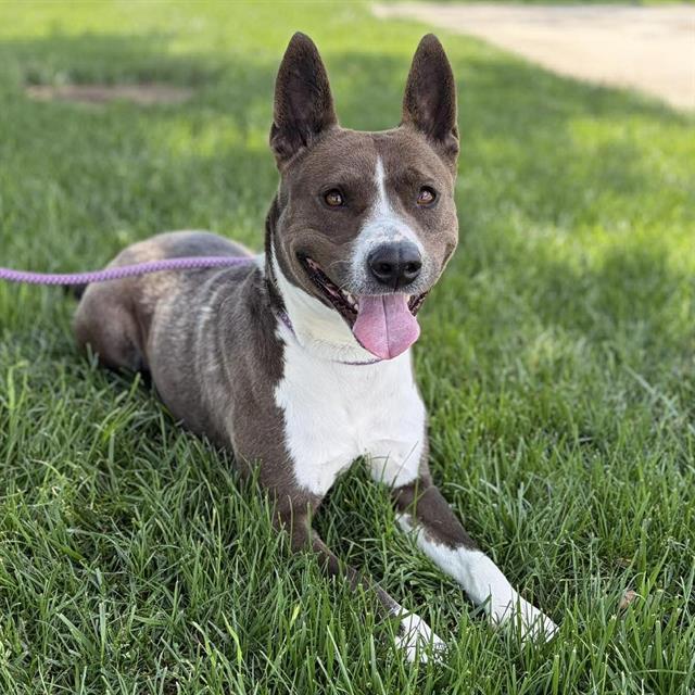 Enlarge HARLEY, a Adoptable mixed breed in Modesto, CA image 1/1