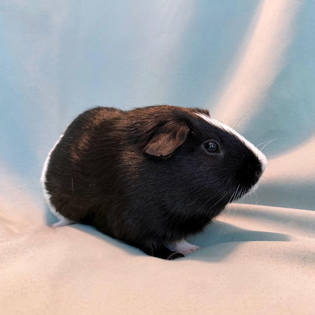Enlarge Fletcher (bonded to Kiwi), a Adoptable Guinea Pig in Columbia, MD image 5/6