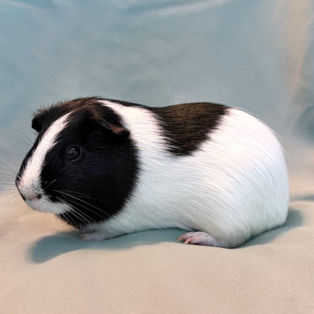 Enlarge Fletcher (bonded to Kiwi), a Adoptable Guinea Pig in Columbia, MD image 2/6