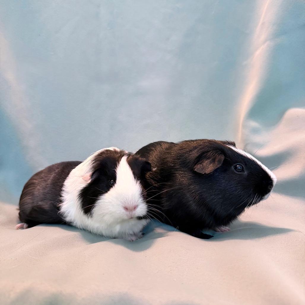 Enlarge Fletcher (bonded to Kiwi), a Adoptable Guinea Pig in Columbia, MD image 3/6