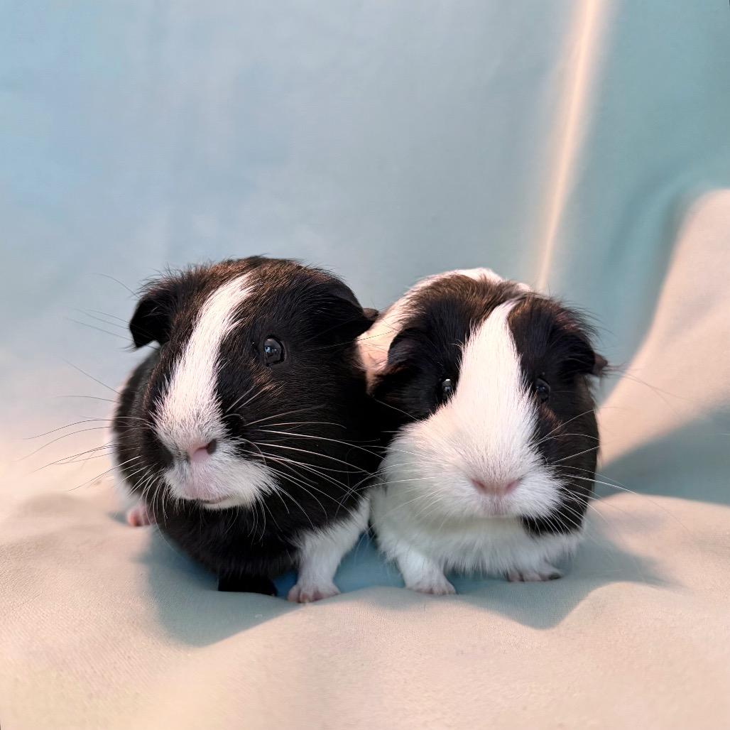 Enlarge Fletcher (bonded to Kiwi), a Adoptable Guinea Pig in Columbia, MD image 4/6