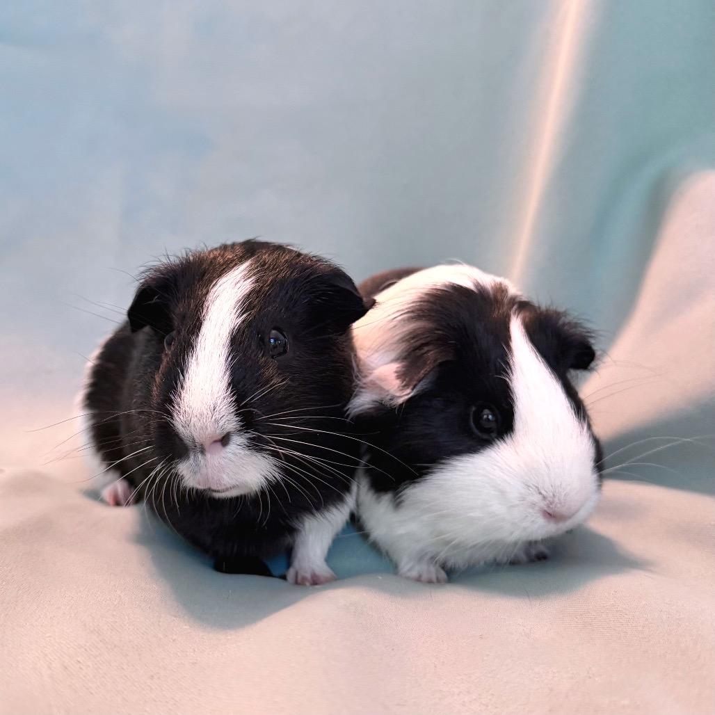 Fletcher (bonded to Kiwi), Adoptable, Adult Male Guinea Pig.