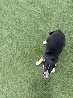 Enlarge Christmas Tree, a ADOPTABLE mixed breed in Liberty, MO image 1/5