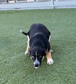 Enlarge Christmas Tree, a ADOPTABLE mixed breed in Liberty, MO image 2/5