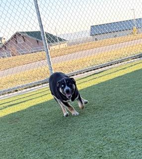 Enlarge Christmas Tree, a ADOPTABLE mixed breed in Liberty, MO image 3/5