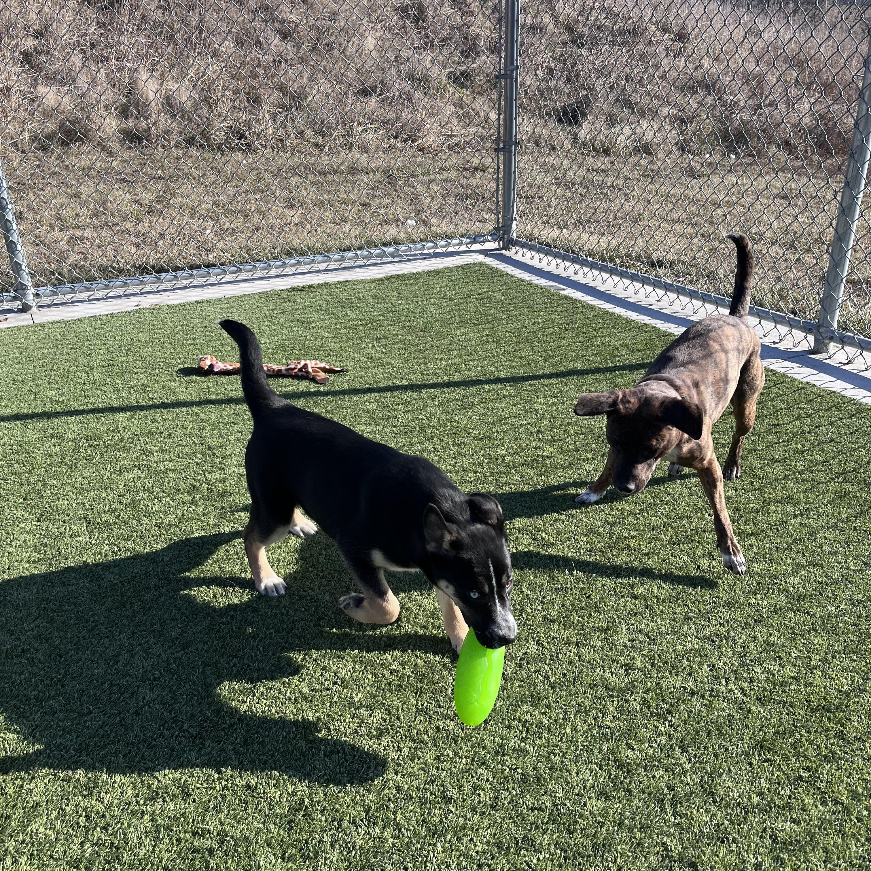 Enlarge Christmas Tree, an adopted mixed breed in Liberty, MO image 5/5