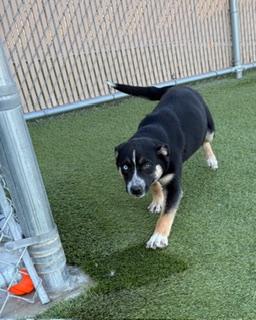 Enlarge Christmas Tree, a ADOPTABLE mixed breed in Liberty, MO image 4/5
