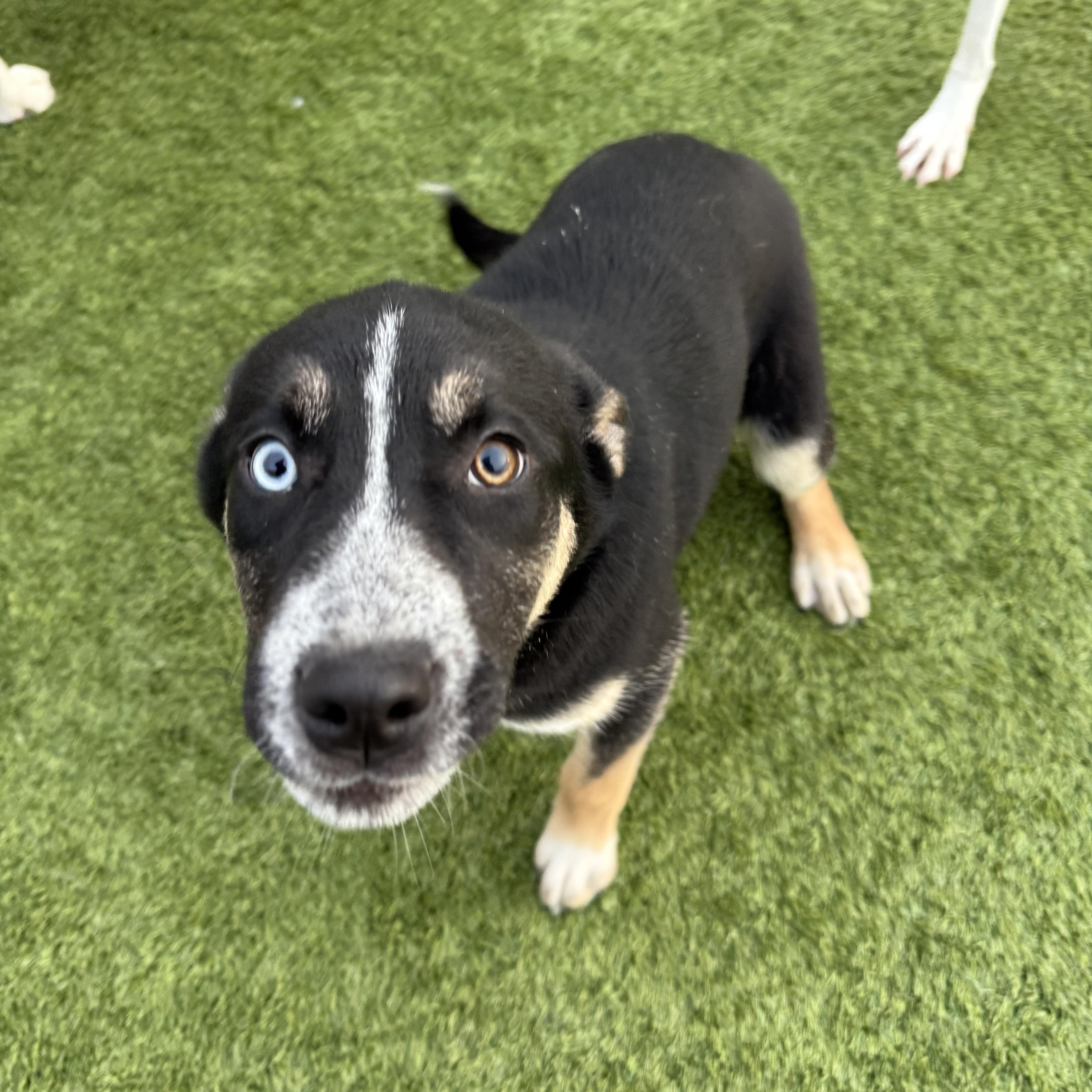 Enlarge Christmas Tree, an adopted mixed breed in Liberty, MO image 1/5