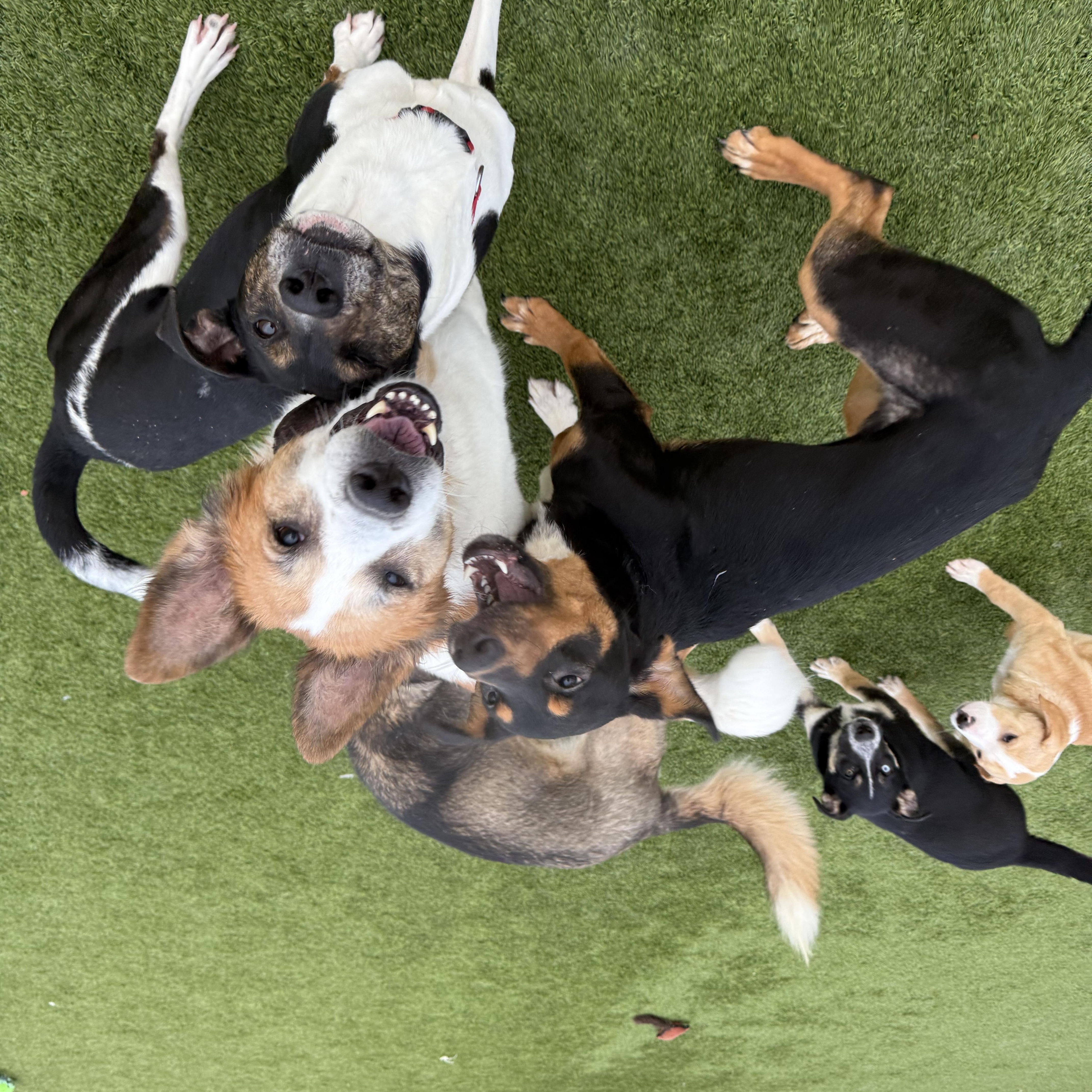 Enlarge Christmas Tree, an adopted mixed breed in Liberty, MO image 4/5