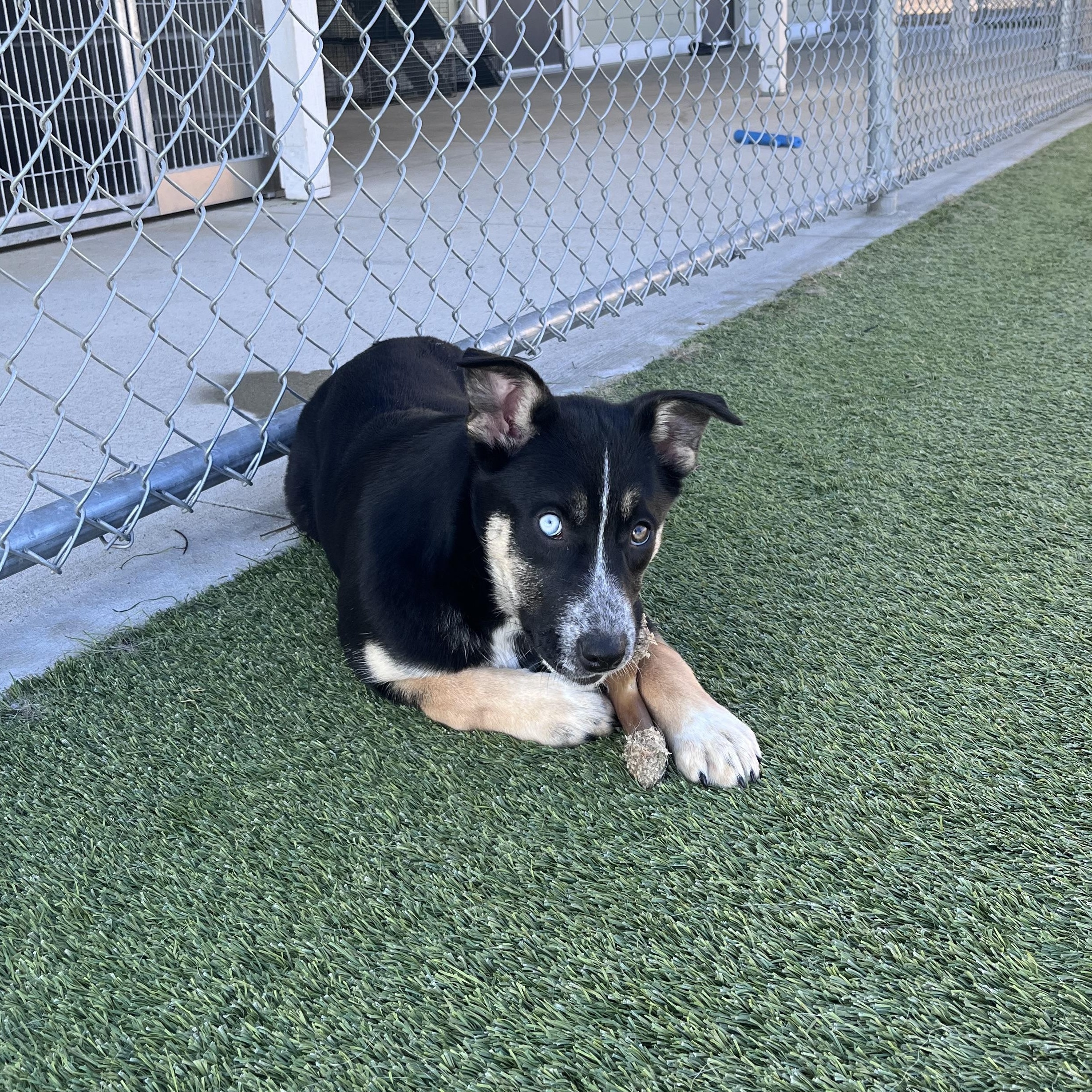 Enlarge Christmas Tree, an adopted mixed breed in Liberty, MO image 2/5