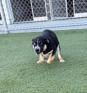 Enlarge Christmas Tree, a ADOPTABLE mixed breed in Liberty, MO image 5/5
