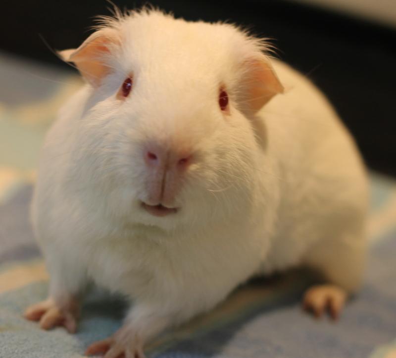 Enlarge Merry and Pippin, a ADOPTABLE Guinea Pig in Budd Lake, NJ image 2/6