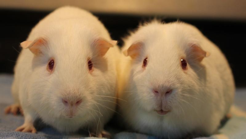 Merry and Pippin, ADOPTABLE, Senior Male Guinea Pig.