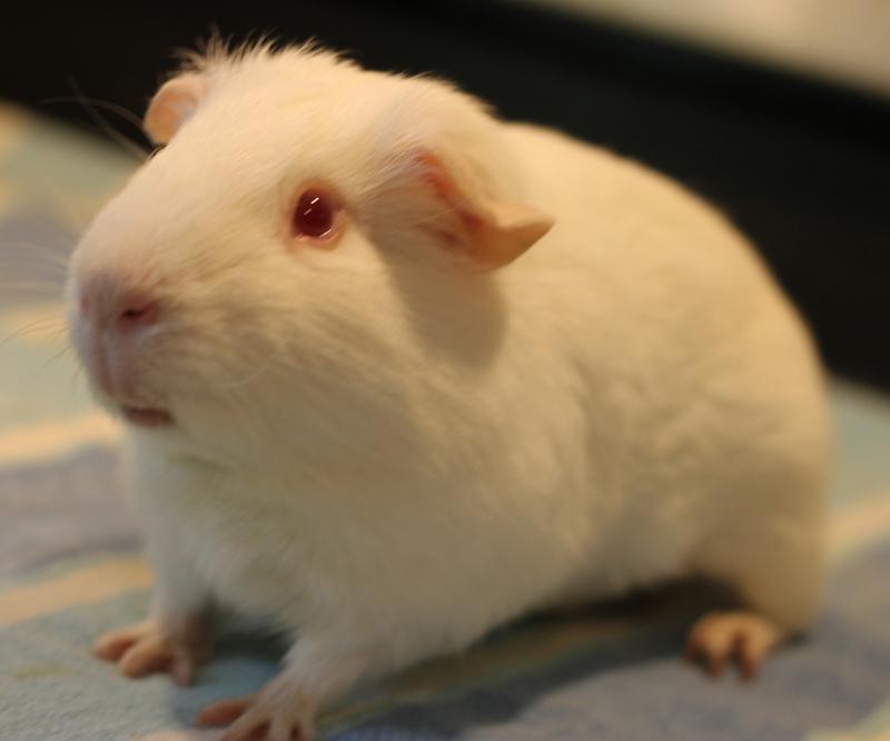 Enlarge Merry and Pippin, a ADOPTABLE Guinea Pig in Budd Lake, NJ image 3/6