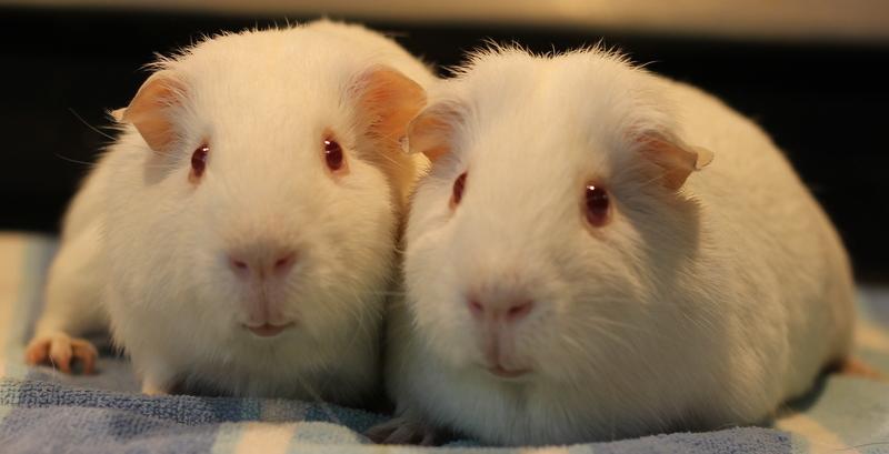 Enlarge Merry and Pippin, a ADOPTABLE Guinea Pig in Budd Lake, NJ image 4/6