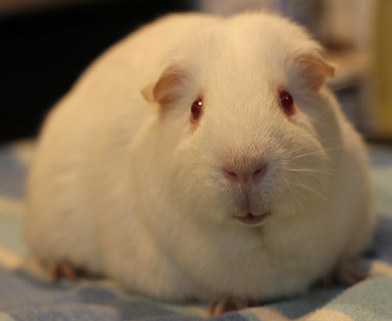 Enlarge Merry and Pippin, a ADOPTABLE Guinea Pig in Budd Lake, NJ image 6/6